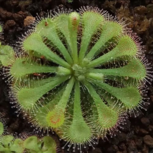 Detail Gambar Tumbuhan Sundew Nomer 23