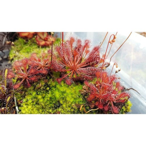 Detail Gambar Tumbuhan Sundew Nomer 25