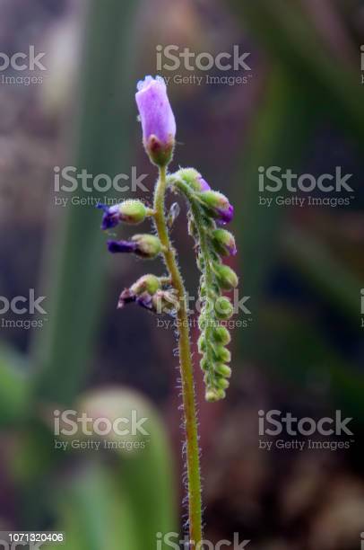 Detail Gambar Tumbuhan Sundew Nomer 30