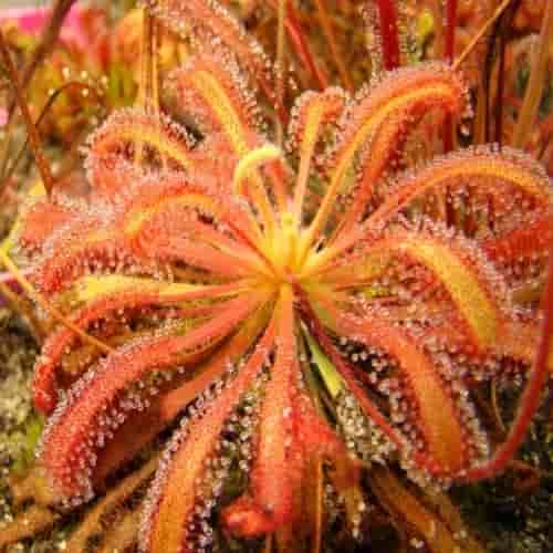 Detail Gambar Tumbuhan Sundew Nomer 36