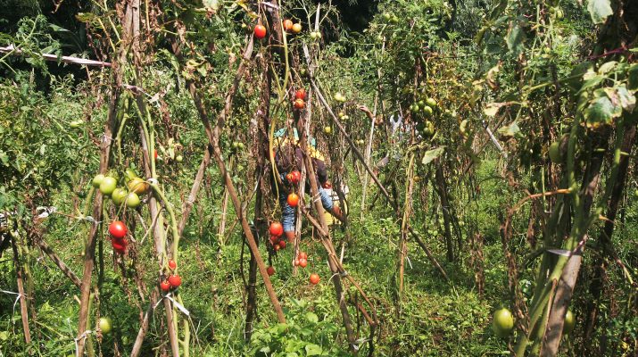 Detail Gambar Tumbuhan Tidak Terawat Nomer 39