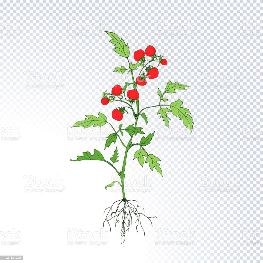 Detail Gambar Tumbuhan Tomat Nomer 15