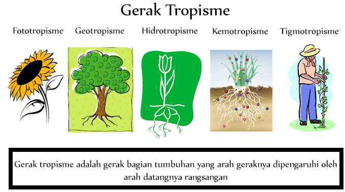 Detail Gambar Tumbuhan Tropisme Nomer 13