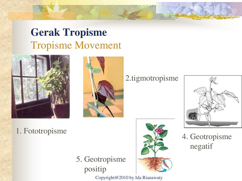 Detail Gambar Tumbuhan Tropisme Nomer 17