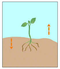 Detail Gambar Tumbuhan Tropisme Nomer 18