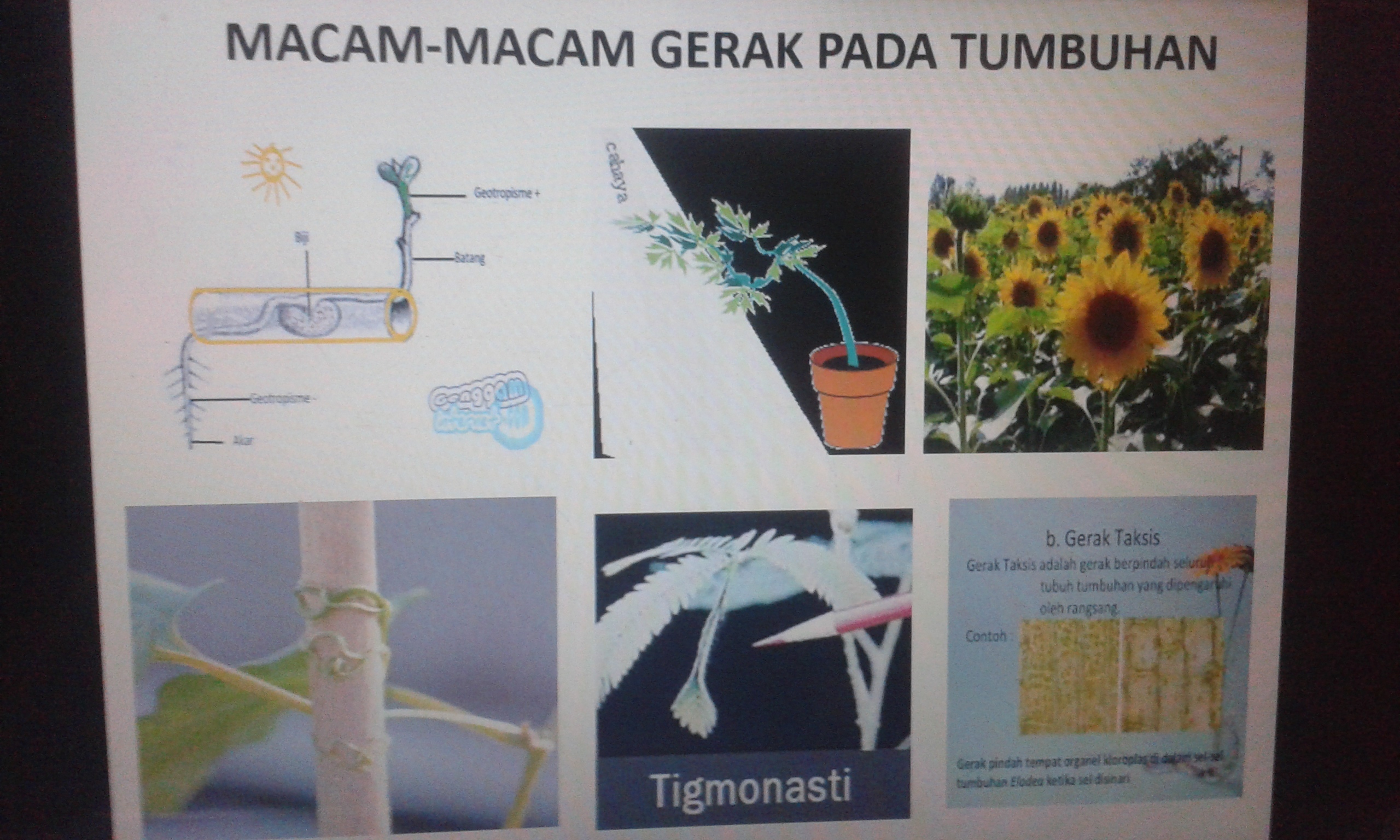 Detail Gambar Tumbuhan Tropisme Nomer 42