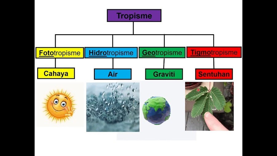 Detail Gambar Tumbuhan Tropisme Nomer 53