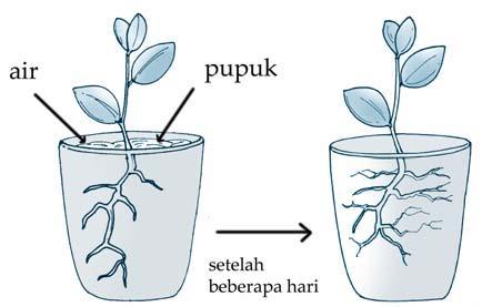 Detail Gambar Tumbuhan Tropisme Nomer 55