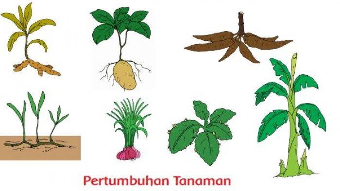 Detail Gambar Tumbuhan Tunas Nomer 2