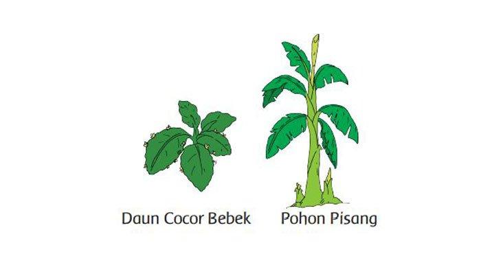 Detail Gambar Tumbuhan Tunas Nomer 12
