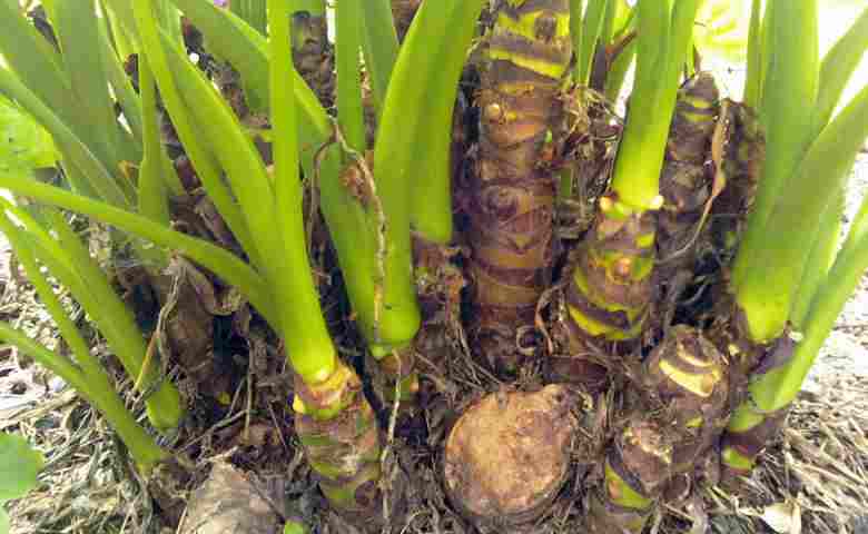 Detail Gambar Tumbuhan Tunas Nomer 15