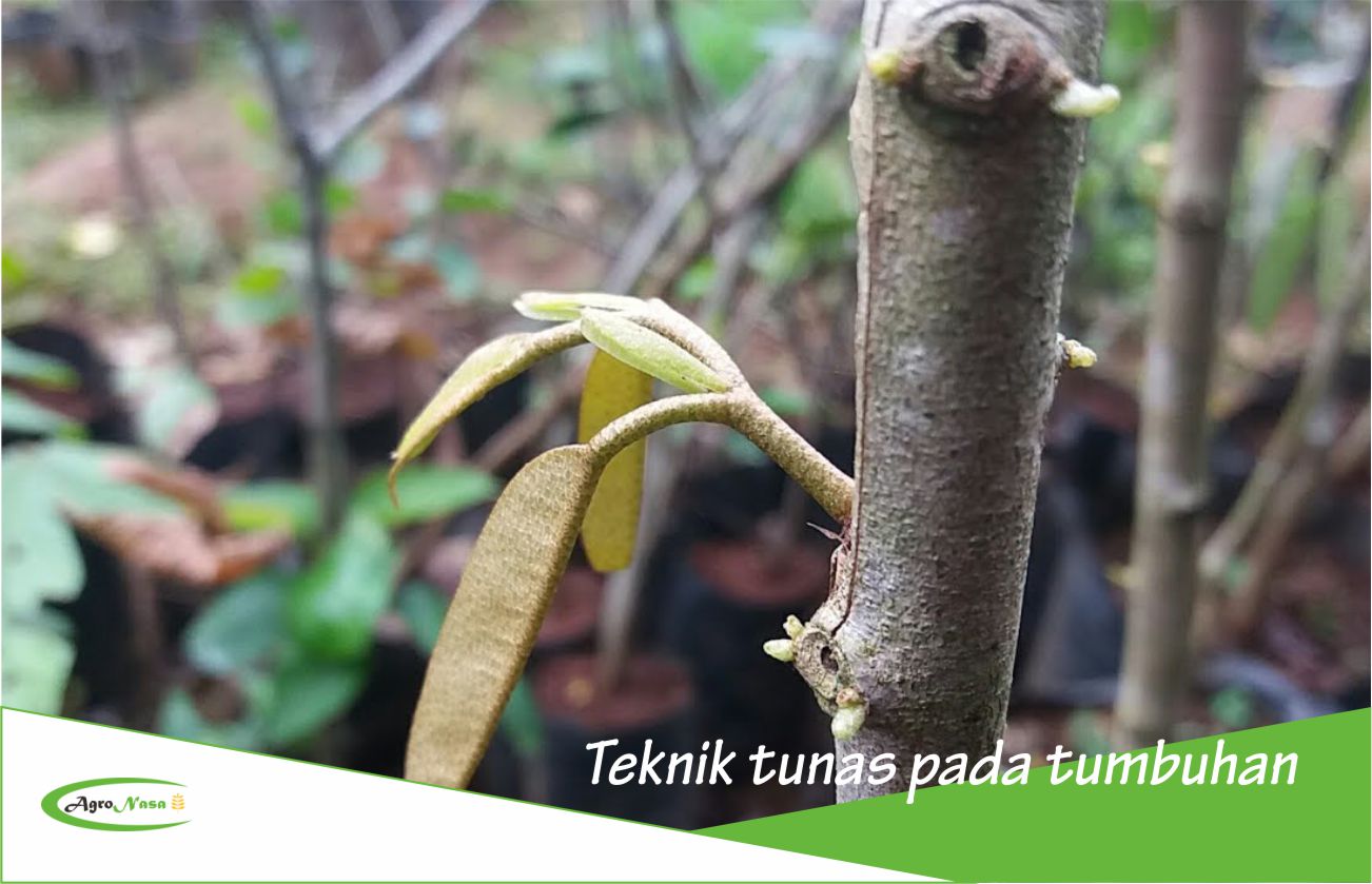 Detail Gambar Tumbuhan Tunas Nomer 22