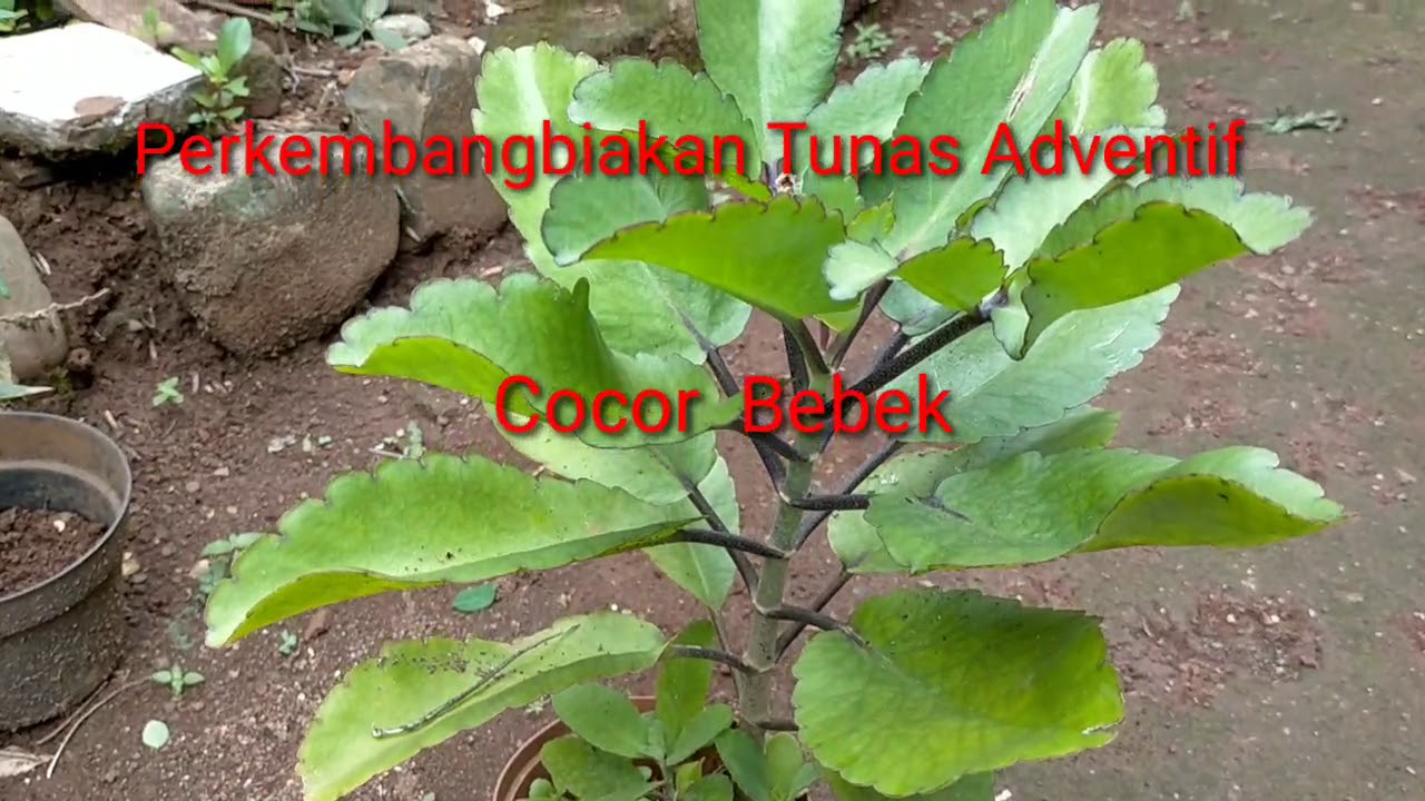 Detail Gambar Tumbuhan Tunas Nomer 26