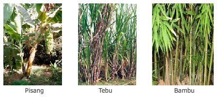 Detail Gambar Tumbuhan Tunas Nomer 30