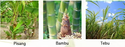 Detail Gambar Tumbuhan Tunas Nomer 38