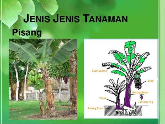 Detail Gambar Tumbuhan Tunas Nomer 39