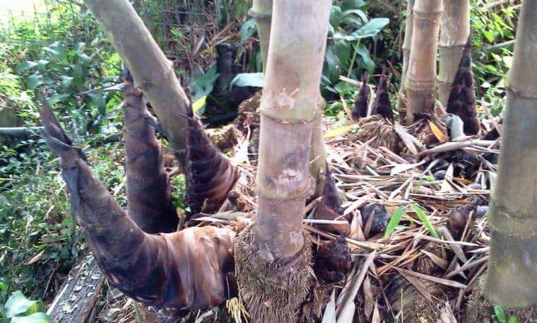 Detail Gambar Tumbuhan Tunas Nomer 40