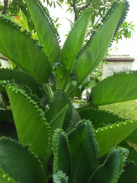 Detail Gambar Tumbuhan Tunas Nomer 52