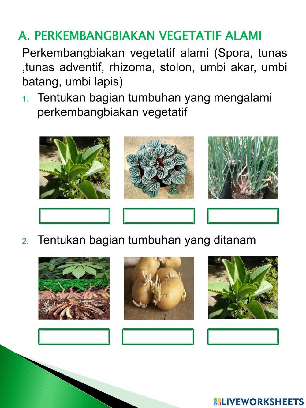 Detail Gambar Tumbuhan Tunas Nomer 54