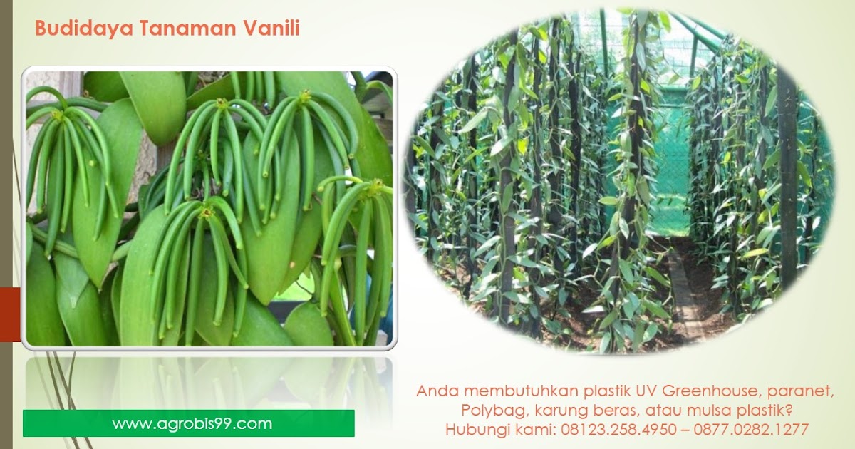 Detail Gambar Tumbuhan Vanili Nomer 44