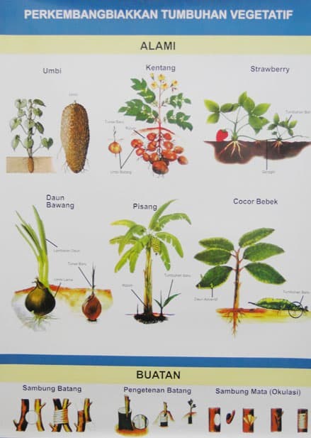 Detail Gambar Tumbuhan Vegetatif Nomer 51