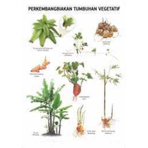 Detail Gambar Tumbuhan Vegetatif Nomer 54