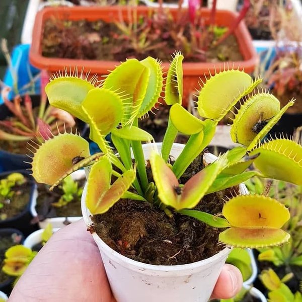 Detail Gambar Tumbuhan Venus Flytrap Nomer 22