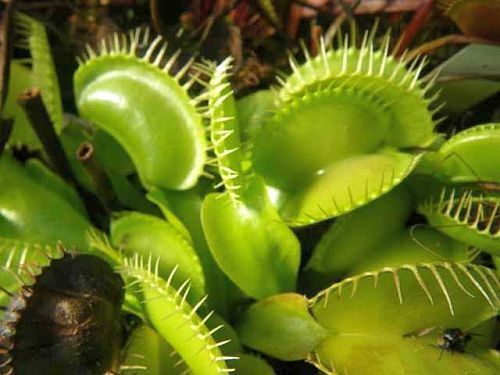 Detail Gambar Tumbuhan Venus Flytrap Nomer 33