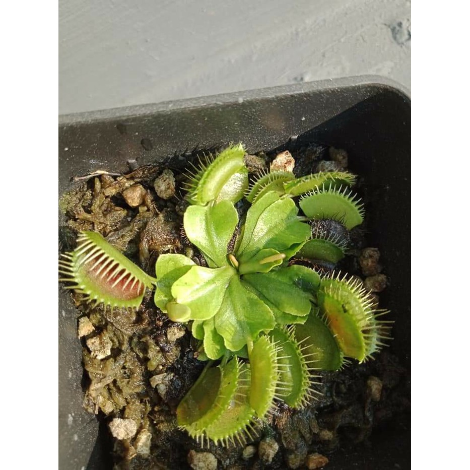 Detail Gambar Tumbuhan Venus Flytrap Nomer 45