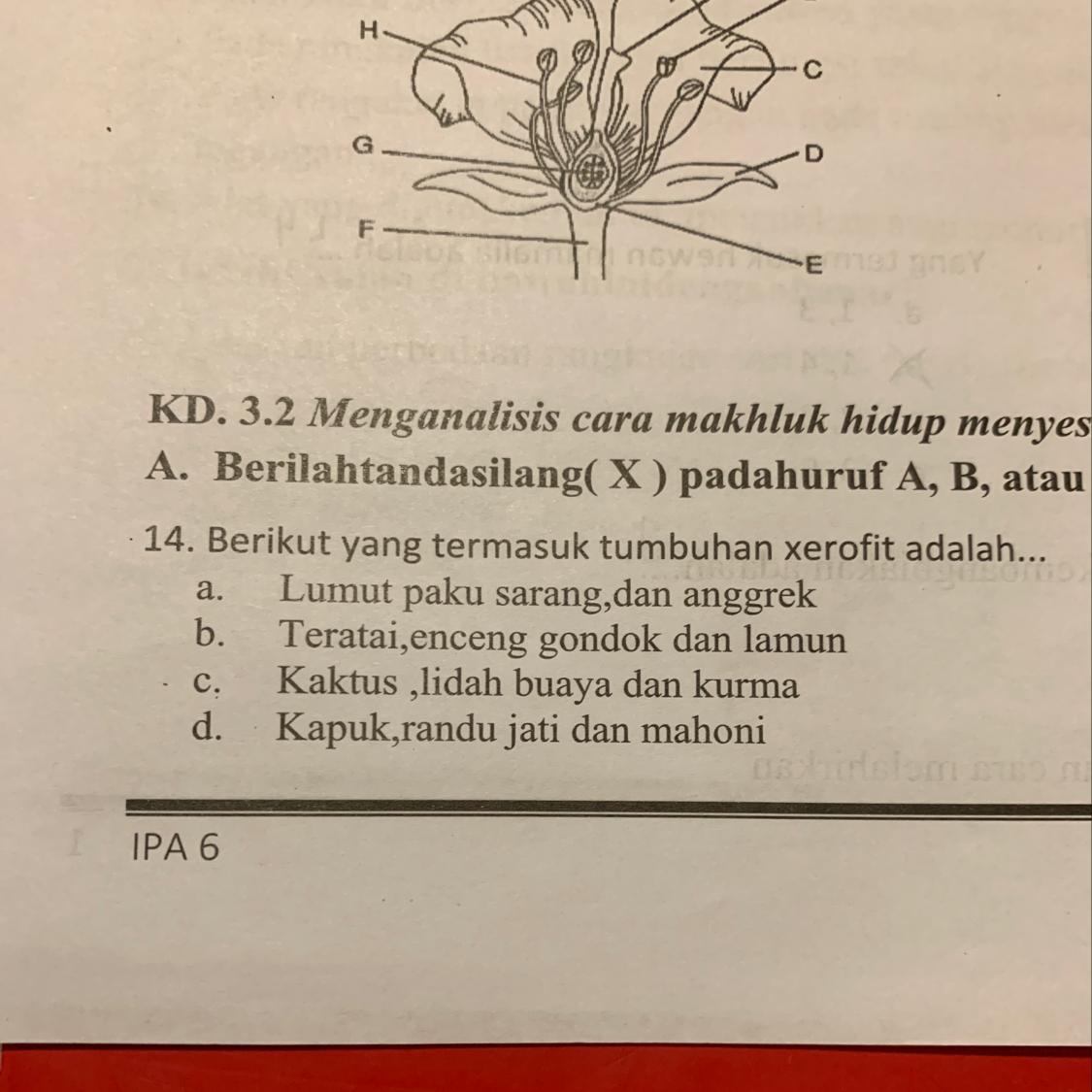 Detail Gambar Tumbuhan Xerofit Nomer 35