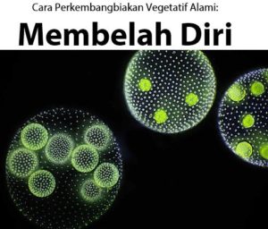Detail Gambar Tumbuhan Yang Berkembangbiak Dengan Membelah Diri Nomer 2