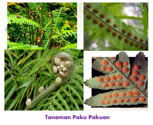 Detail Gambar Tumbuhan Yang Berkembangbiak Dengan Membelah Diri Nomer 11