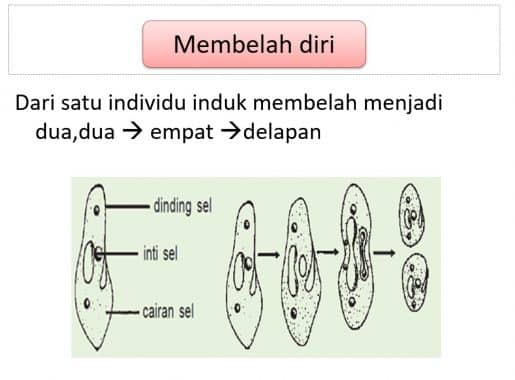 Detail Gambar Tumbuhan Yang Berkembangbiak Dengan Membelah Diri Nomer 12