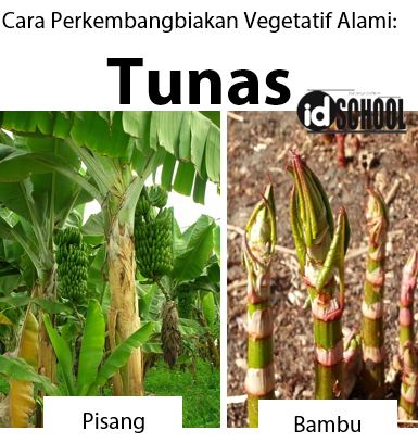 Detail Gambar Tumbuhan Yang Berkembangbiak Dengan Membelah Diri Nomer 14