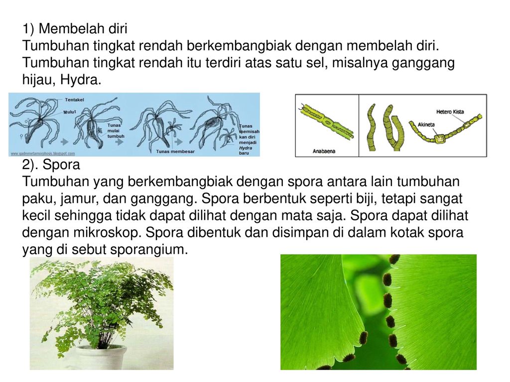 Detail Gambar Tumbuhan Yang Berkembangbiak Dengan Membelah Diri Nomer 18