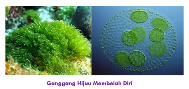 Detail Gambar Tumbuhan Yang Berkembangbiak Dengan Membelah Diri Nomer 3
