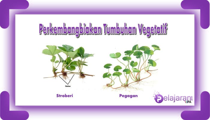 Detail Gambar Tumbuhan Yang Berkembangbiak Dengan Membelah Diri Nomer 26