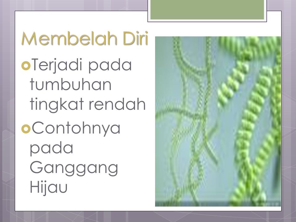 Detail Gambar Tumbuhan Yang Berkembangbiak Dengan Membelah Diri Nomer 27