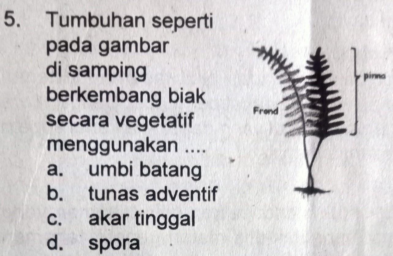 Detail Gambar Tumbuhan Yang Berkembangbiak Dengan Membelah Diri Nomer 31