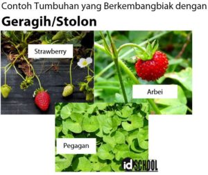 Detail Gambar Tumbuhan Yang Berkembangbiak Dengan Membelah Diri Nomer 38