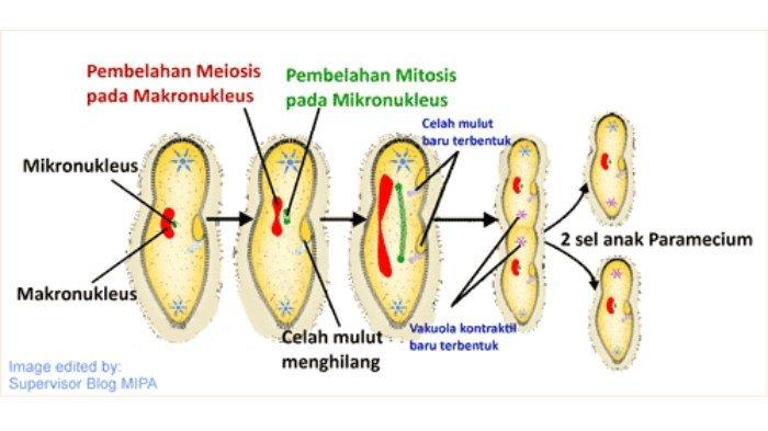 Detail Gambar Tumbuhan Yang Berkembangbiak Dengan Membelah Diri Nomer 40