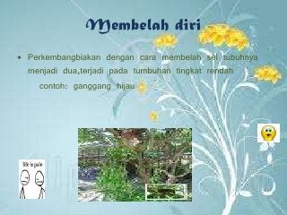 Detail Gambar Tumbuhan Yang Berkembangbiak Dengan Membelah Diri Nomer 46
