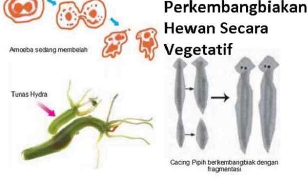 Detail Gambar Tumbuhan Yang Berkembangbiak Dengan Membelah Diri Nomer 51