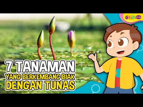 Detail Gambar Tumbuhan Yang Berkembangbiak Dengan Tunas Nomer 6