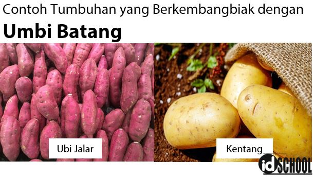 Detail Gambar Tumbuhan Yang Berkembangbiak Dengan Umbi Batang Nomer 12