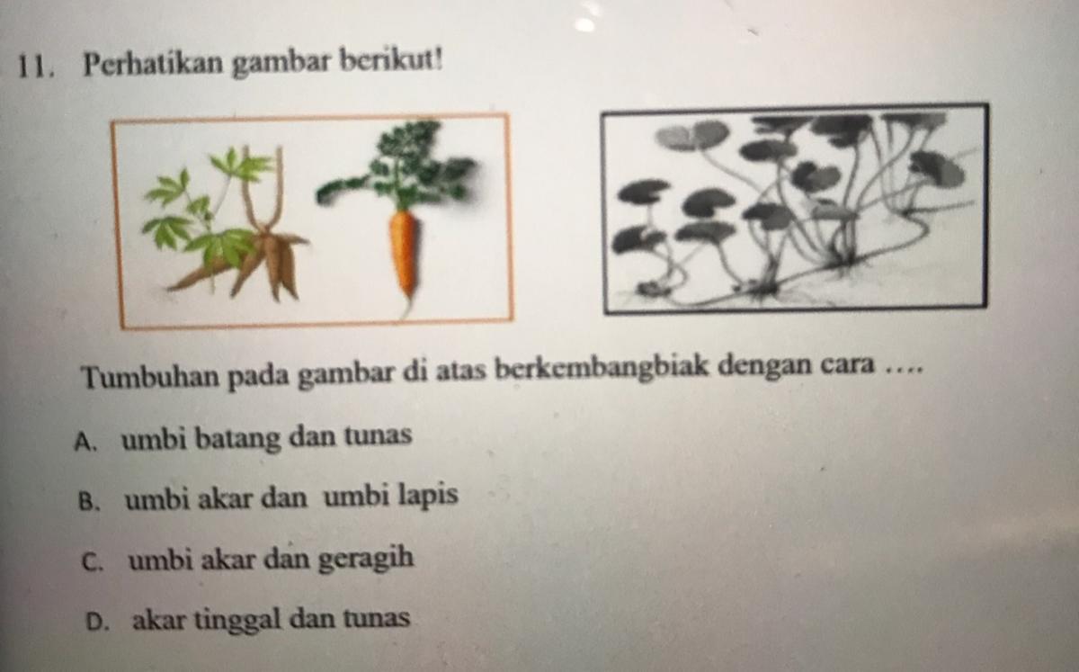 Detail Gambar Tumbuhan Yang Berkembangbiak Dengan Umbi Batang Nomer 32