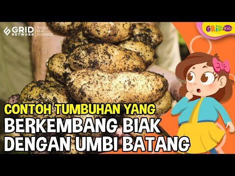 Detail Gambar Tumbuhan Yang Berkembangbiak Dengan Umbi Batang Nomer 49