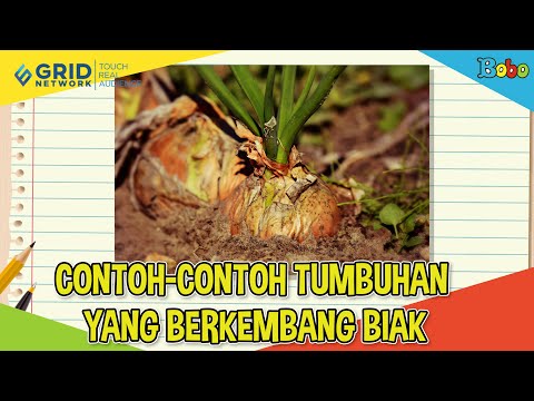 Detail Gambar Tumbuhan Yang Berkembangbiak Dengan Umbi Batang Nomer 50