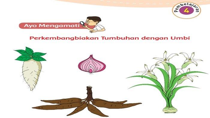 Detail Gambar Tumbuhan Yang Berkembangbiak Dengan Umbi Batang Nomer 53