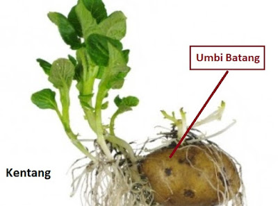 Detail Gambar Tumbuhan Yang Berkembangbiak Dengan Umbi Batang Nomer 55